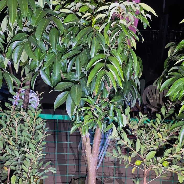 炫***站完全开放果树88888