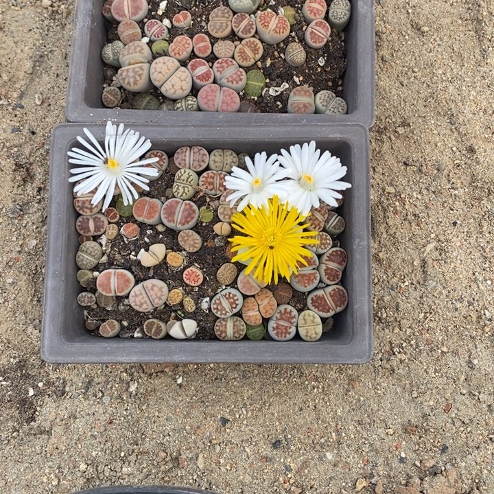 无***疼生石花等植物的生长321