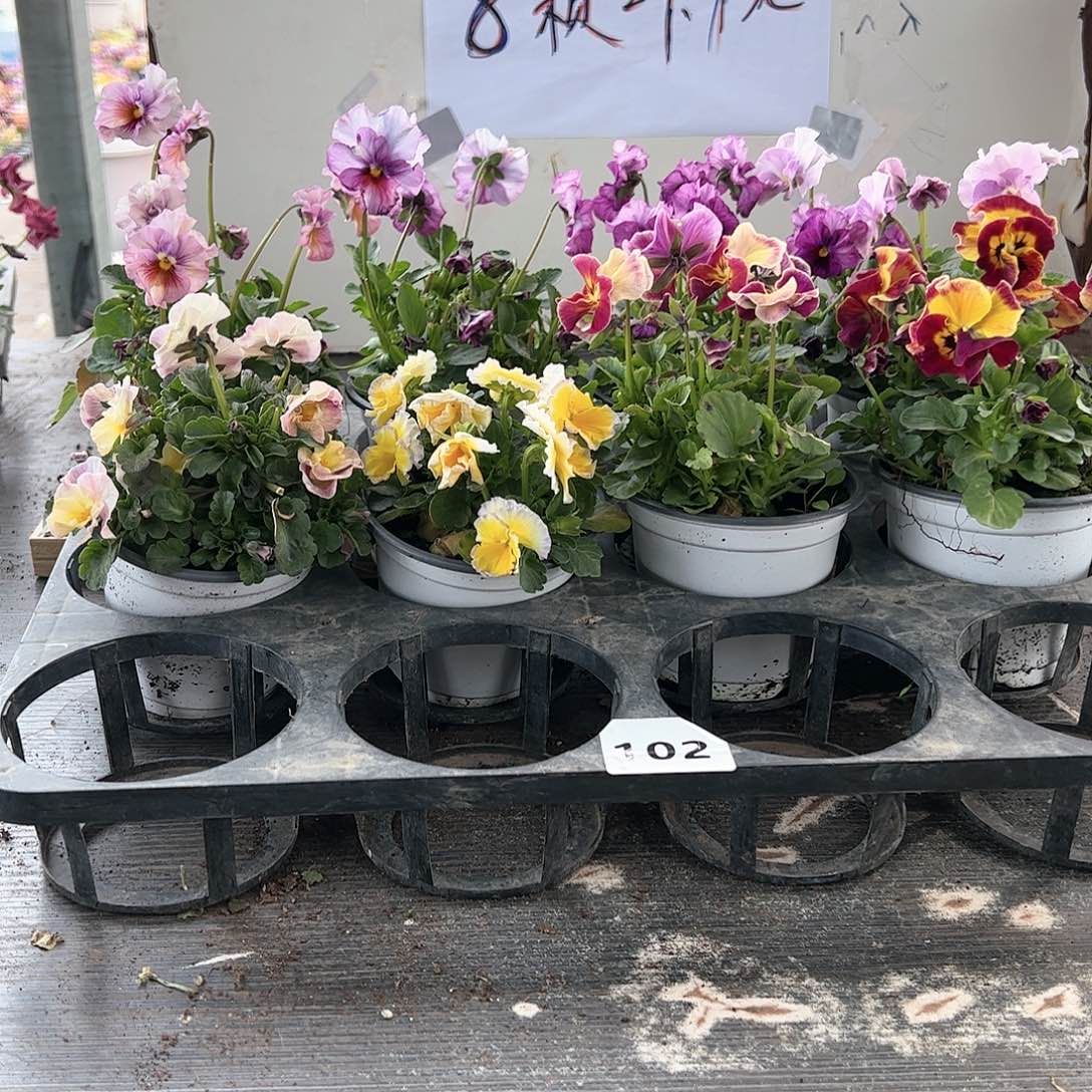 【闪购商品】102号