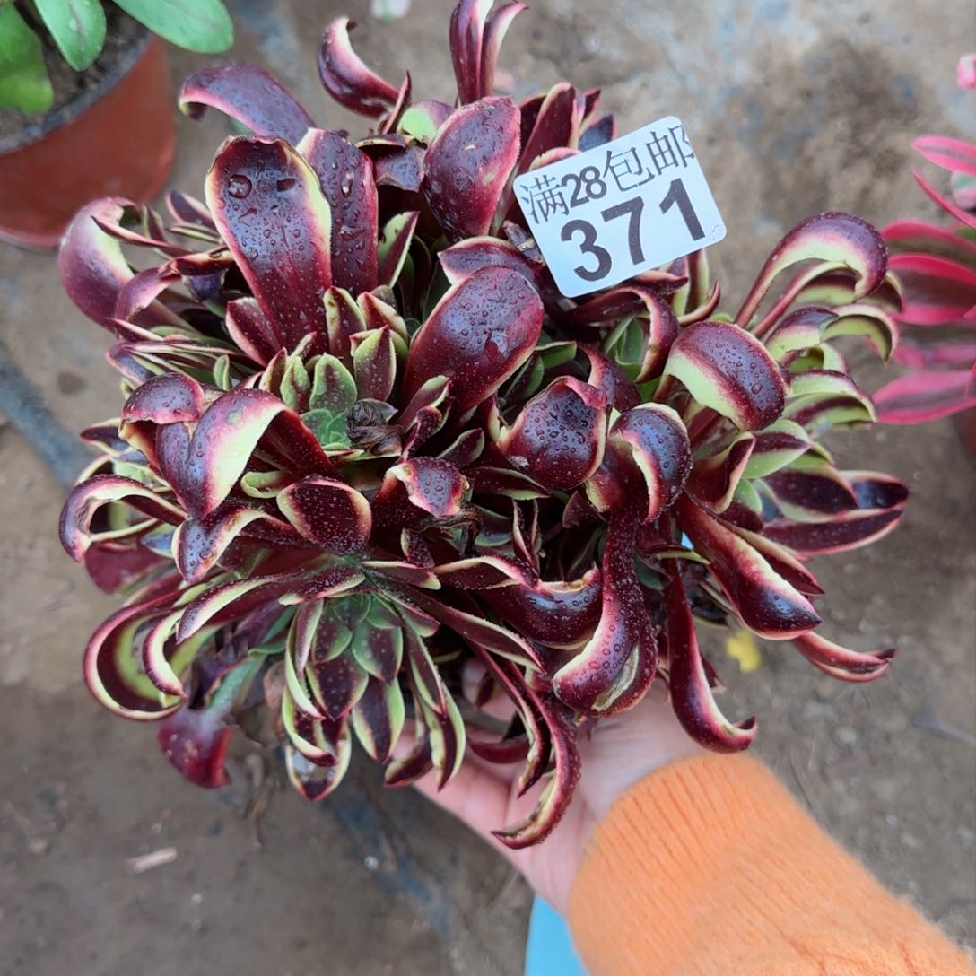 欧佳丽多肉371满28包邮断枝不包