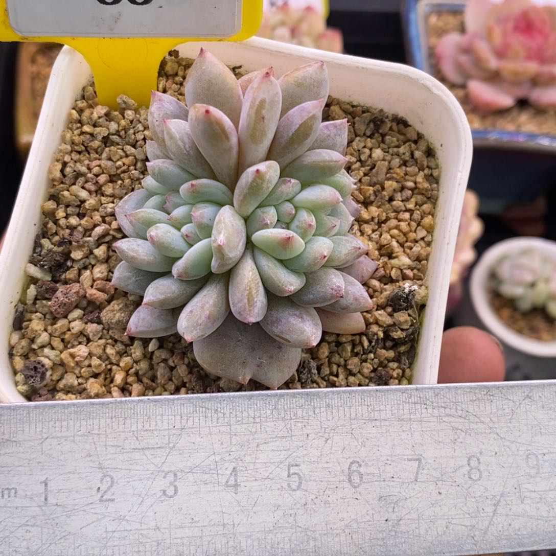 888星影缀多肉植物