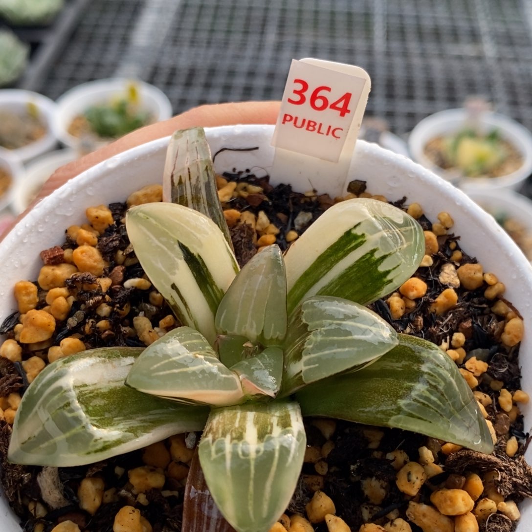 364号白寡妇锦多肉