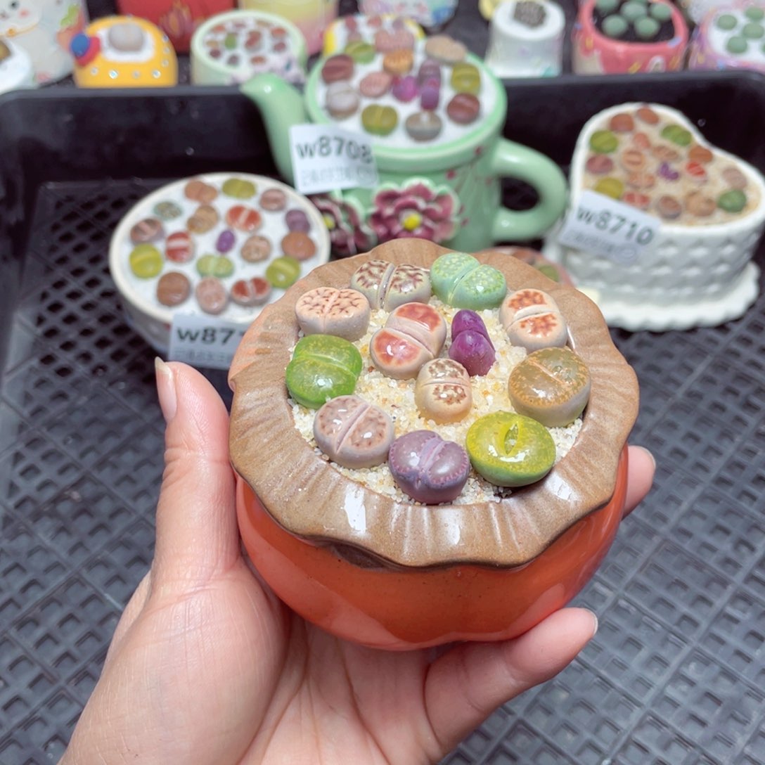 w8714 零下地区拍保温箱-15支持寄养