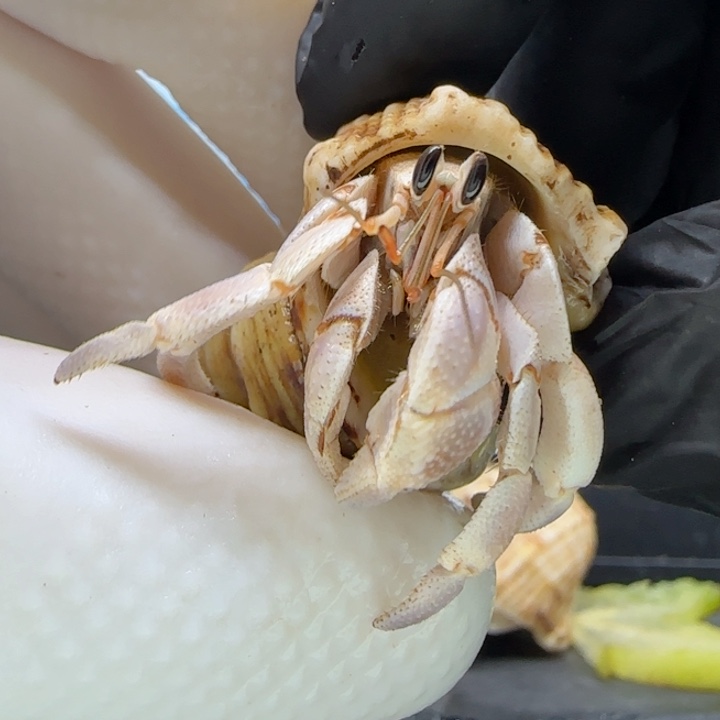 A21淡紫 灰白1.2cm口径