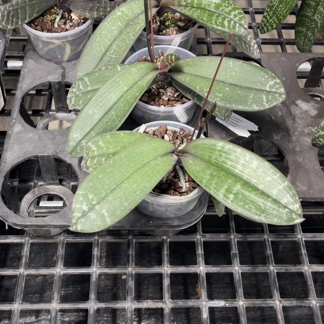 当前无花栽培后可以开花西交史塔基