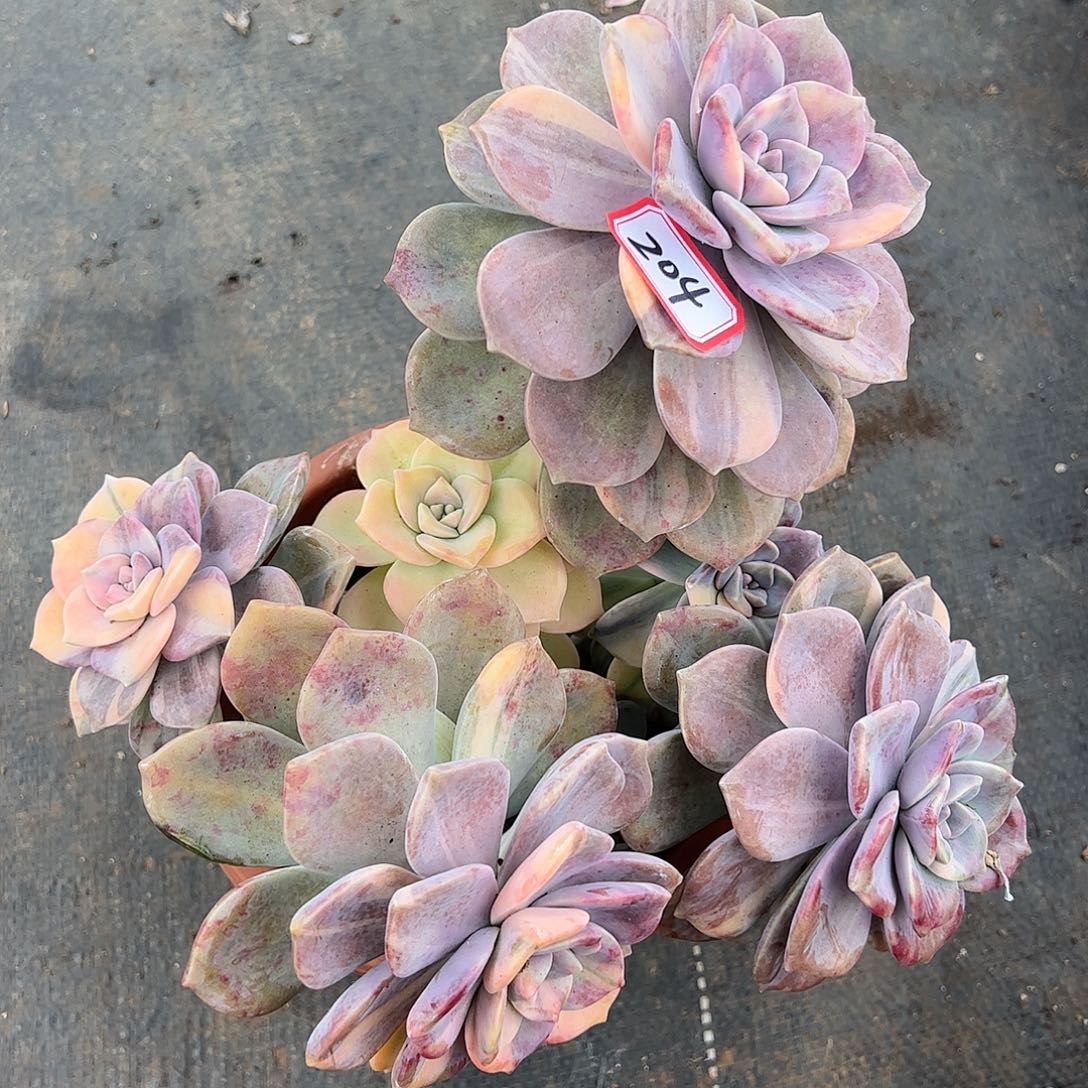 204号紫乐锦，一物一拍