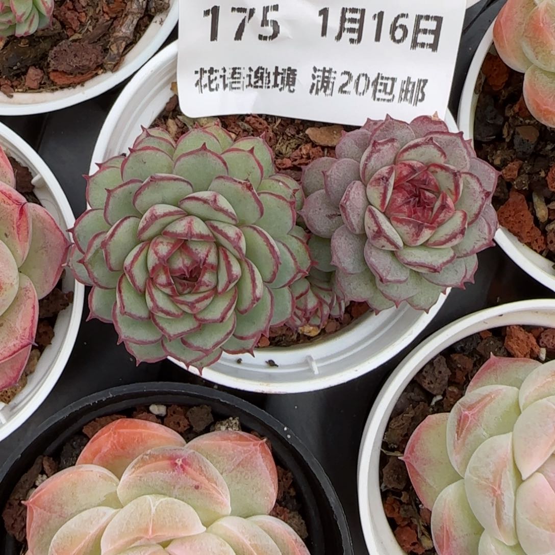 花语逸镜0116-175