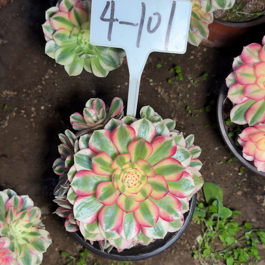 4-101倾城多肉法师多肉