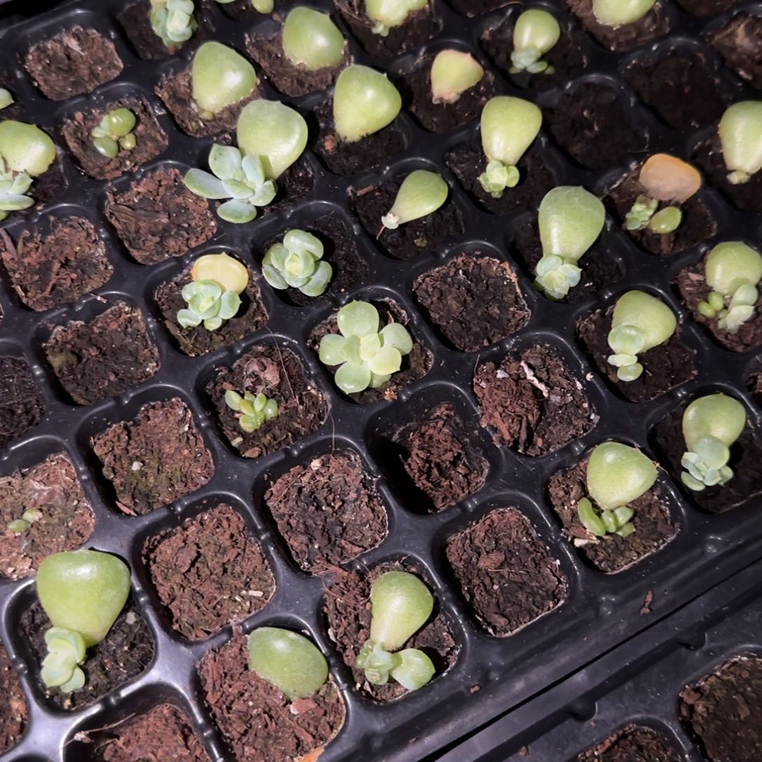 风花521 中苗穴满25包邮