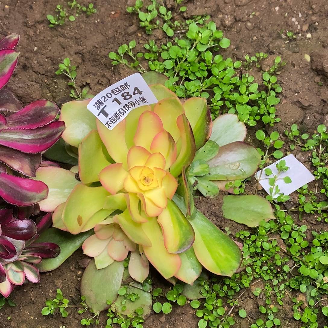 184红牡丹多肉花脸多肉