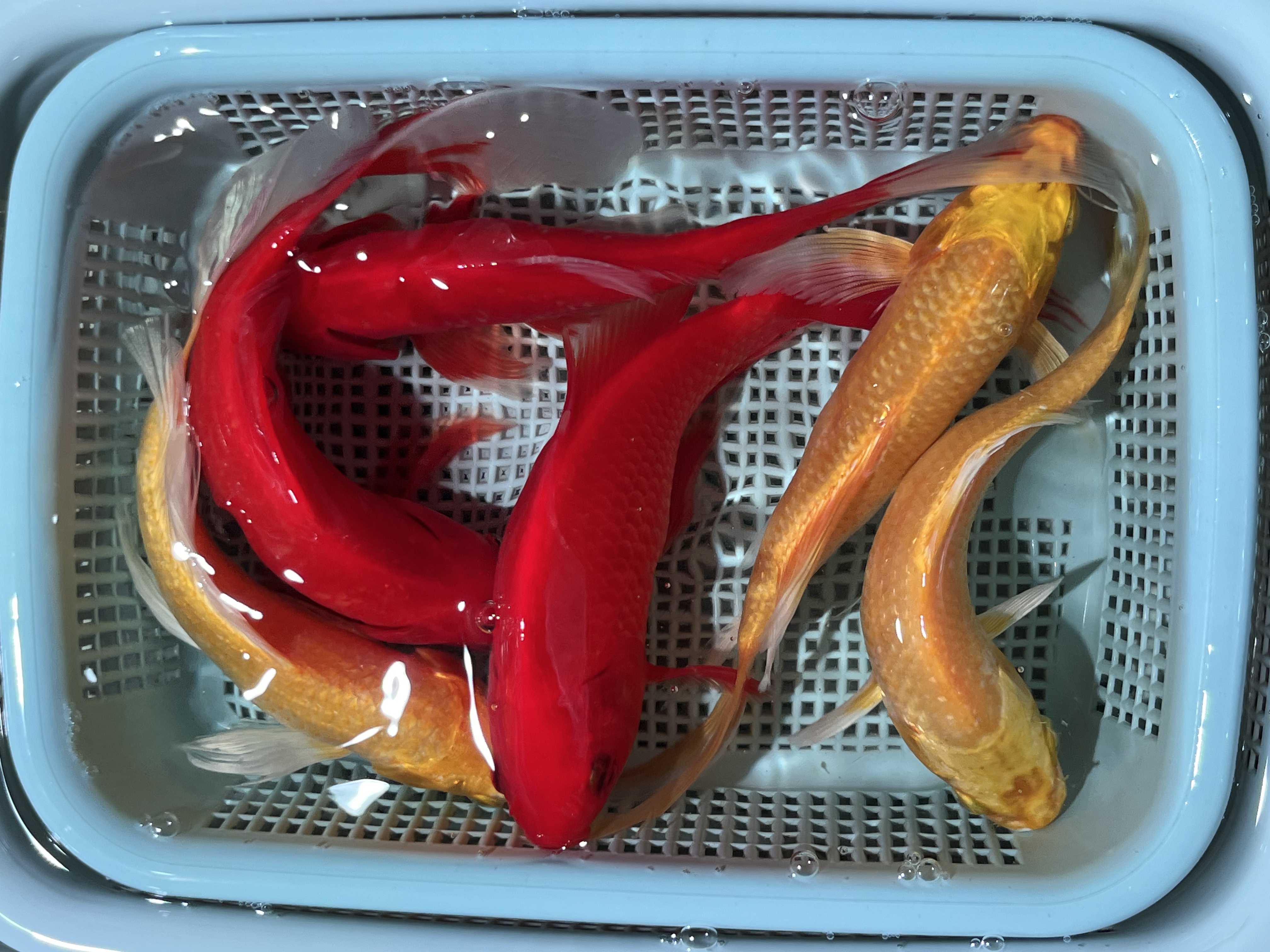 23号【10-14厘米黄金锦鲤+红草金喜气洋洋组合装】冷水鱼 观赏鱼