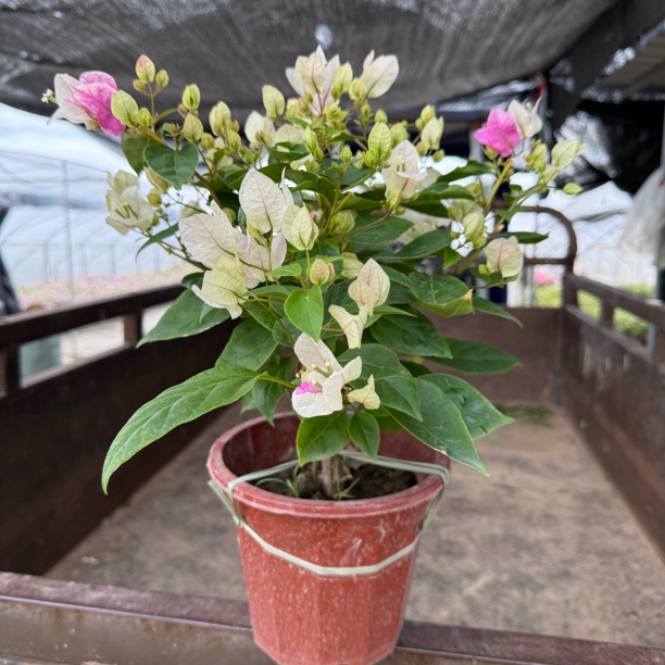 三角梅盆栽原盆原土勤花四季可在阳台庭院种植开花