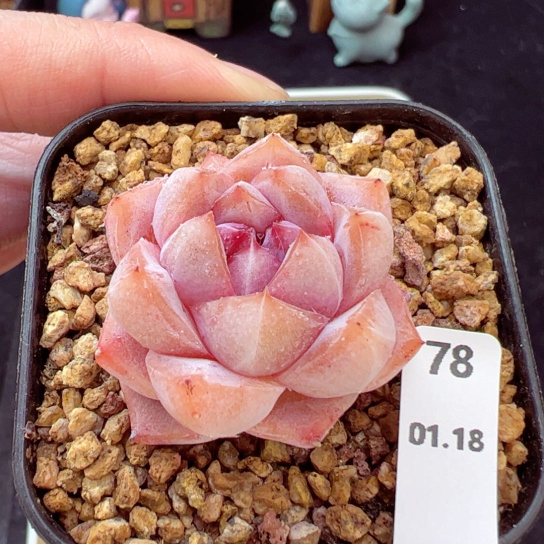 粉钻78、哈哈哈哈