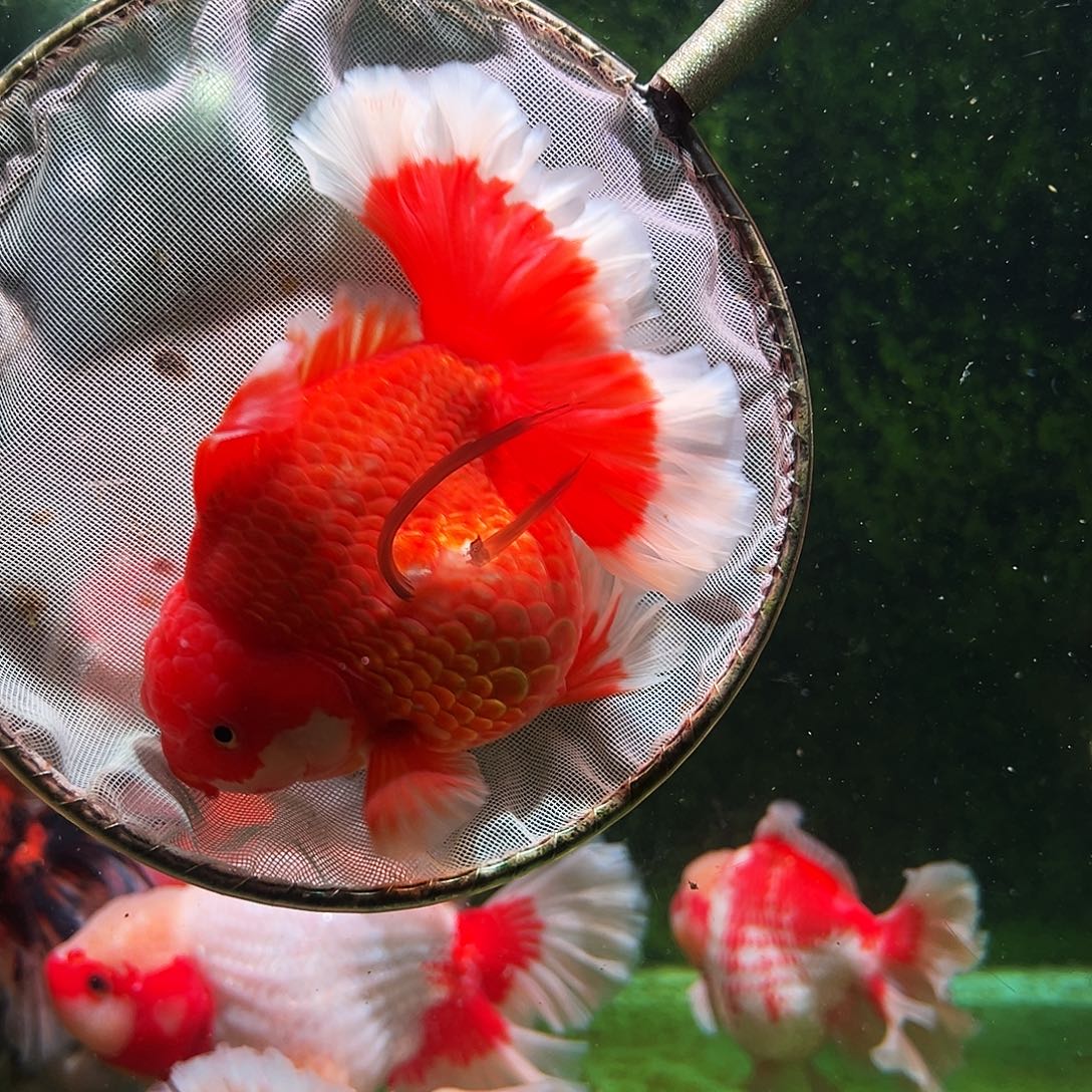 金鱼百褶泰狮冷水金鱼