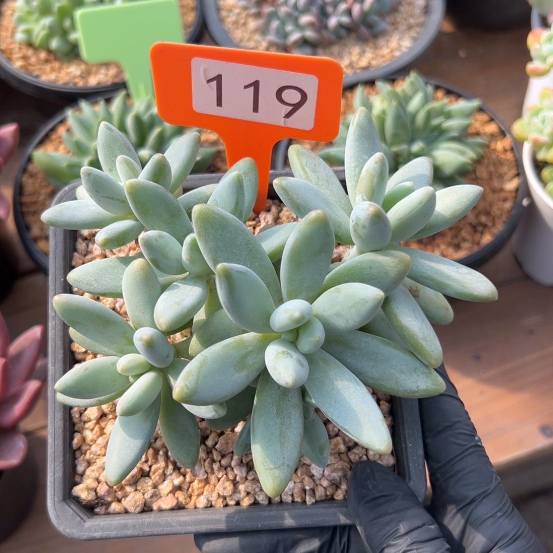 特价白兰地1111111111111