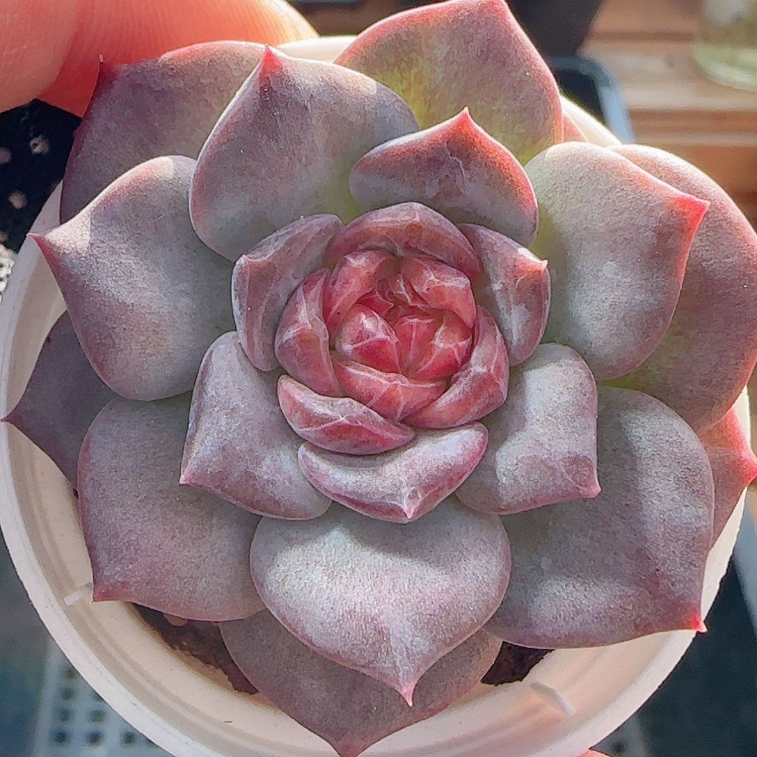 多肉0921--90琥珀天使珍妮