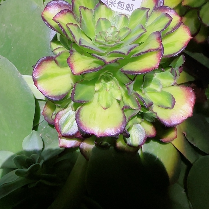 多肉法师海王七彩