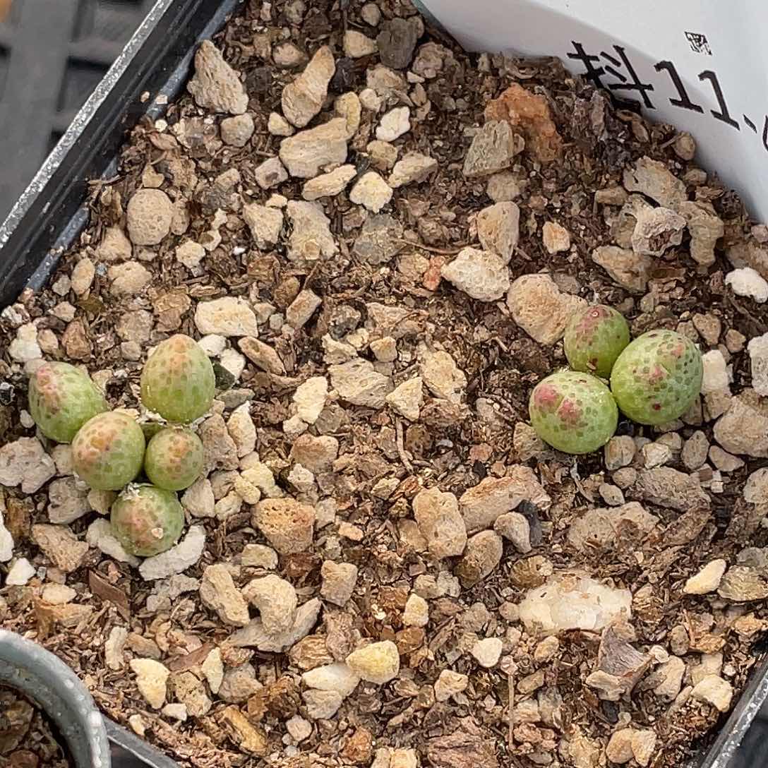 11-43草莓斑马肉锥