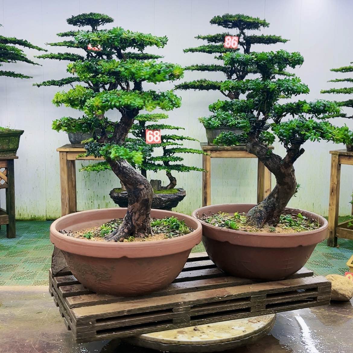 【闪购商品】无花朵