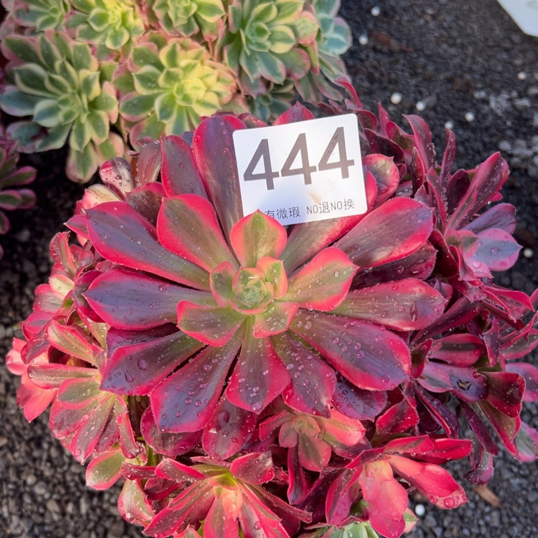 我是真的很喜欢这个