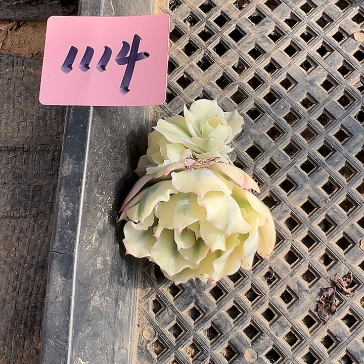 初***见多肉锦海啸锦1114号