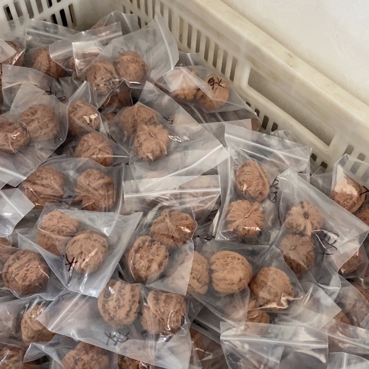 吊坠文玩核桃白狮子瑕疵