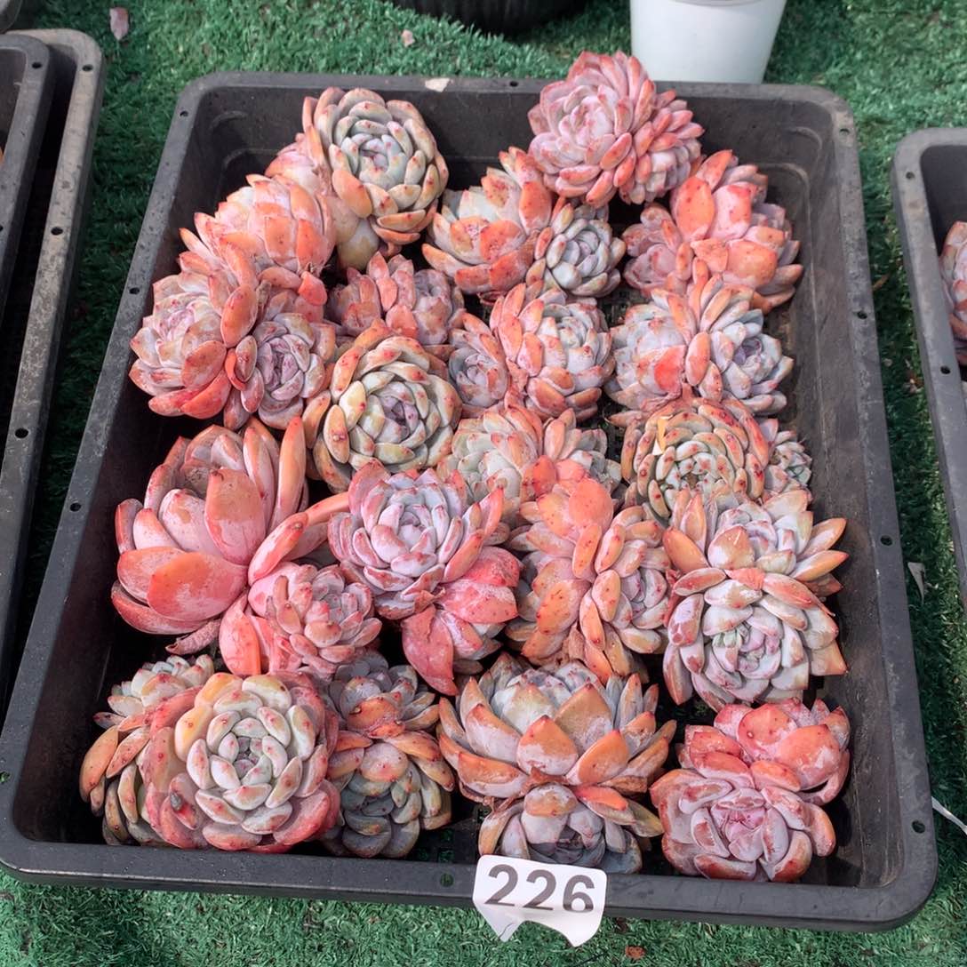 226橙子多肉植物