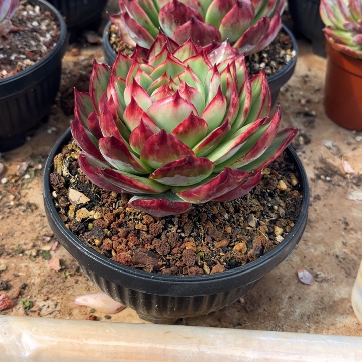 花***生惊鸿仙子多肉植物108两颗