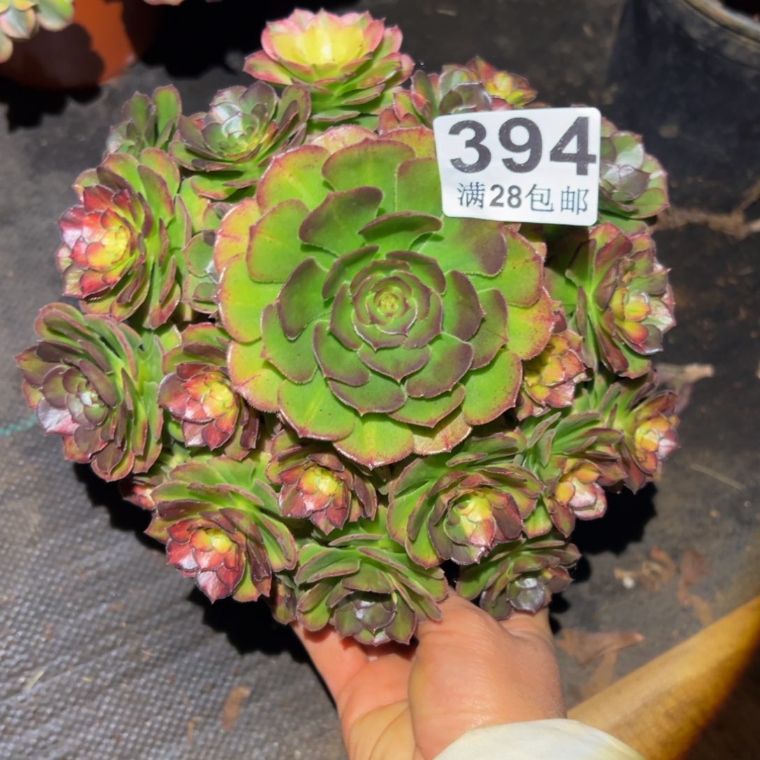 多肉植物394海王七彩