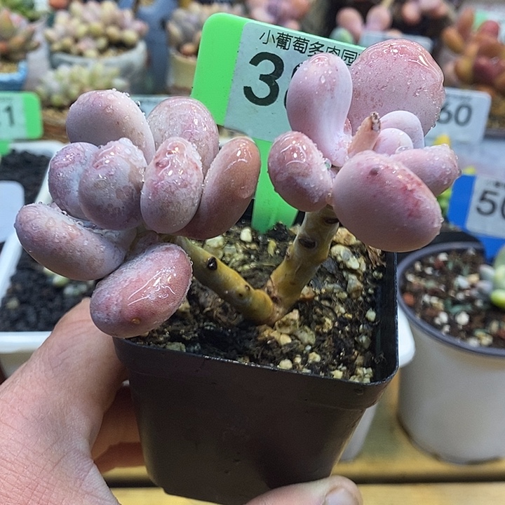 橙雪球石化389号的啊啊啊多肉