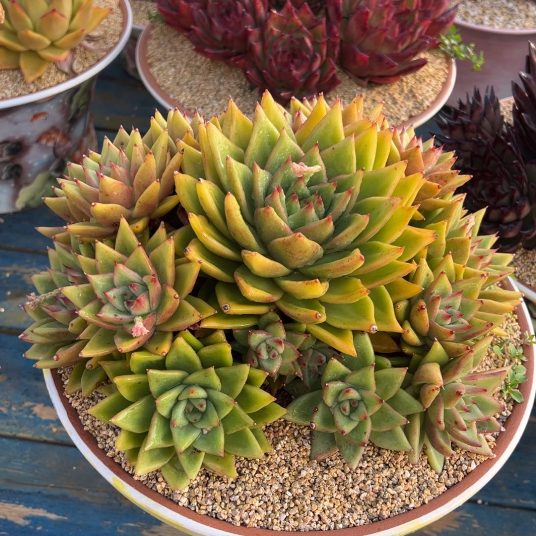 从前慢多肉精选编号0211.凯恩