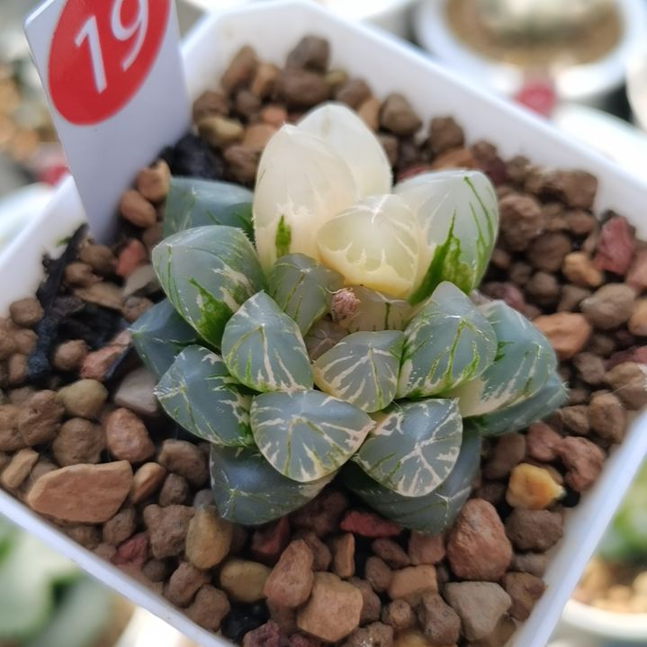 19号紫王玉露锦一物一拍带盆土发货