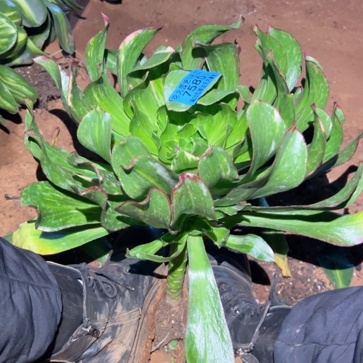 极**魂魅影七彩7580多肉植物