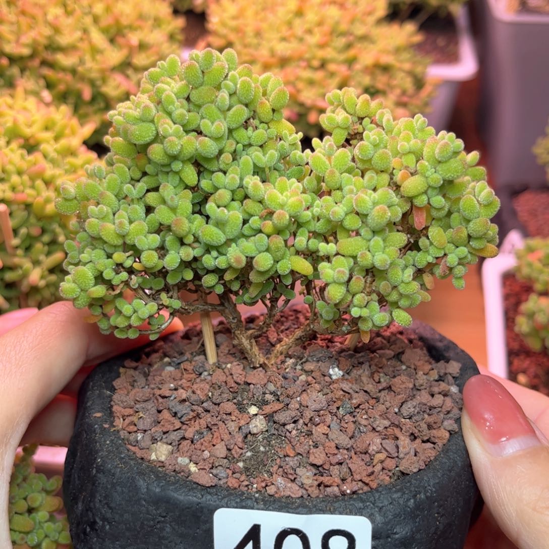 408金桔可爱多肉植物
