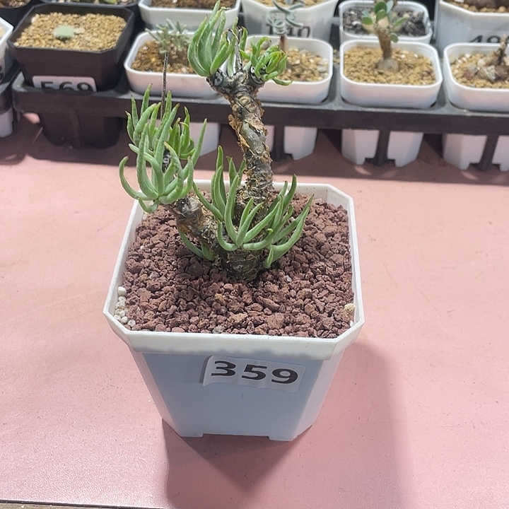 359产地白象奇峰锦