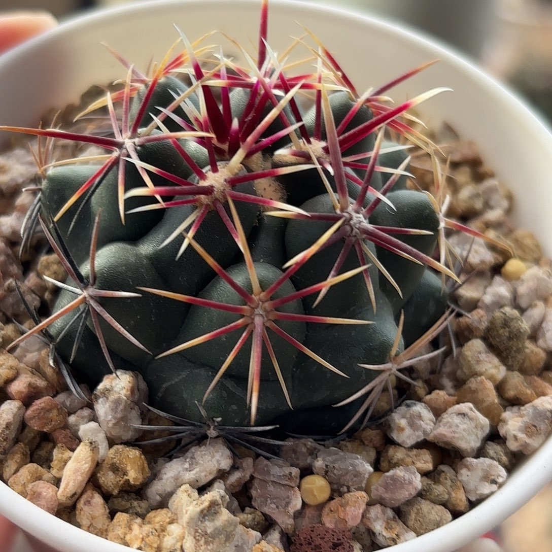 香***合仙人球实生大红鹰