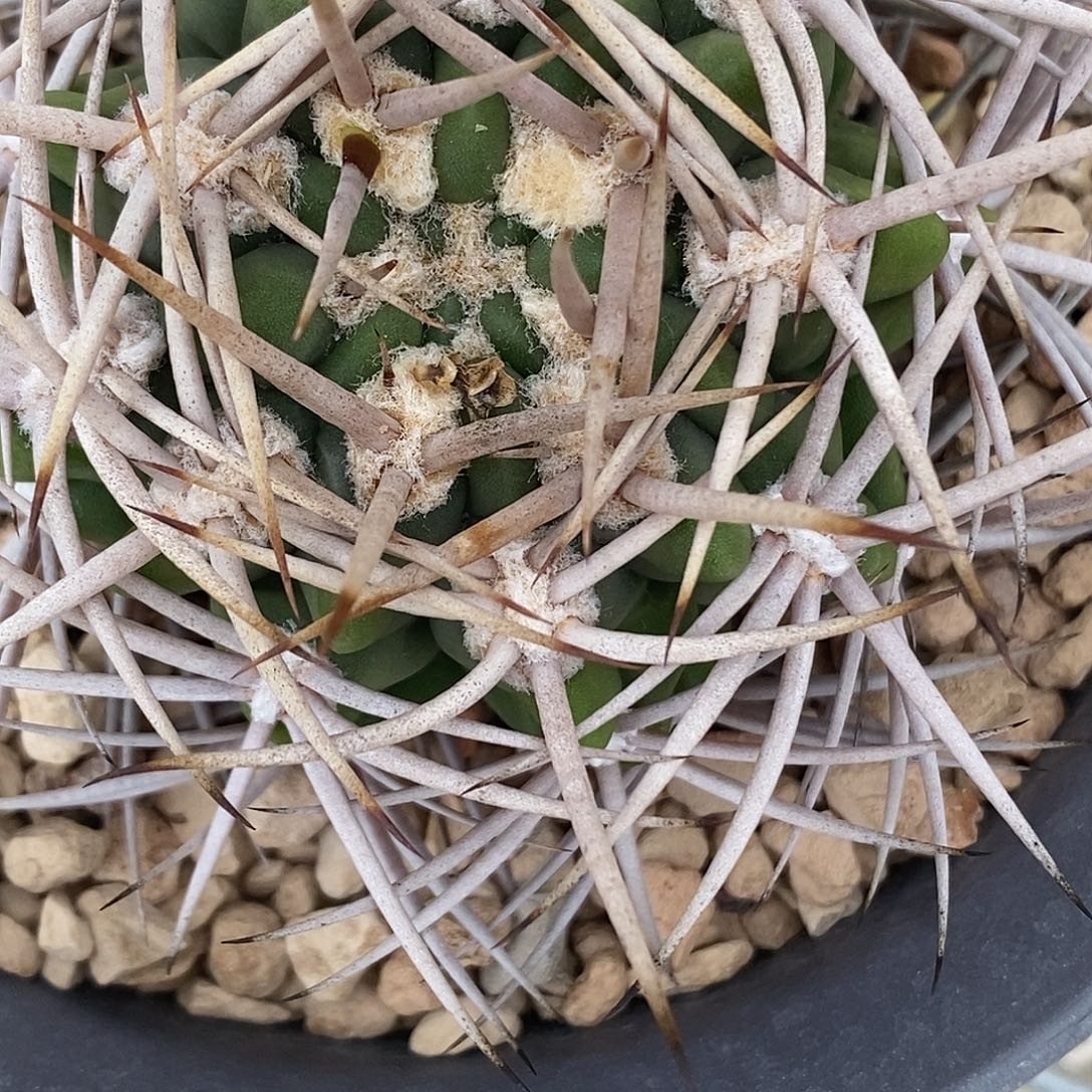 万***王仙人球……仙人球开花