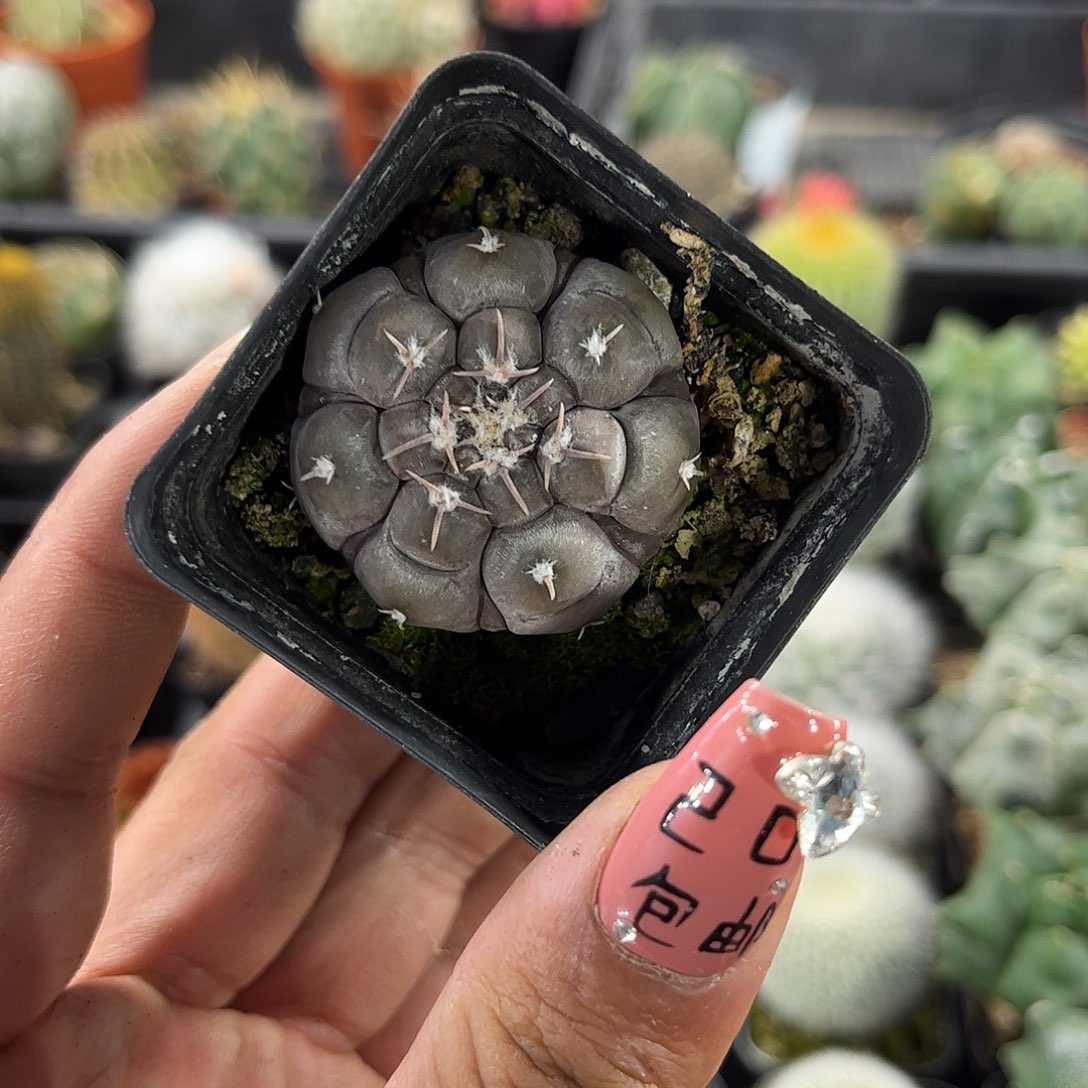 铅皮兜单头发单头发货