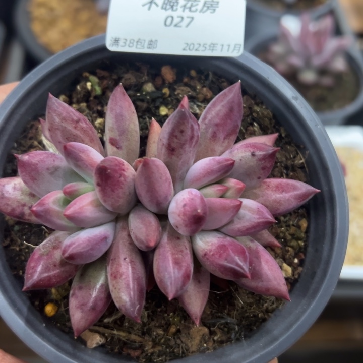 张张精品多肉甄选027