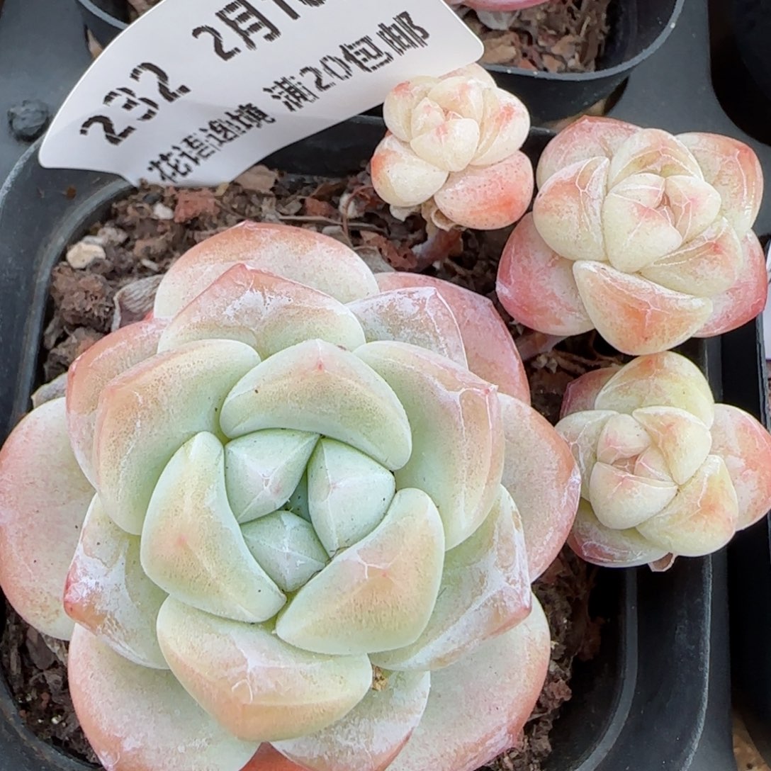 花语逸境0210-232