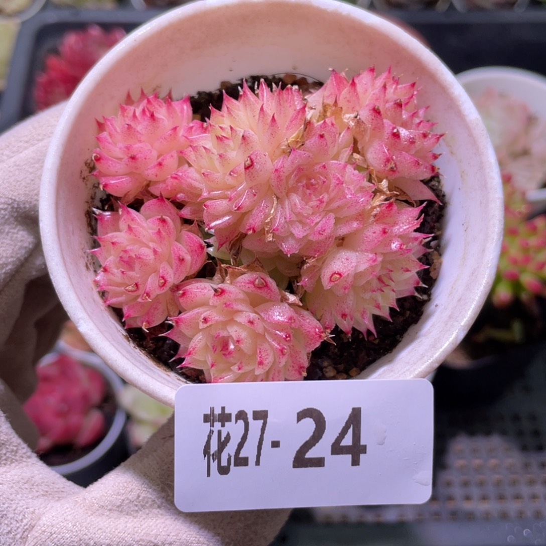 花利美27-24麦秆群