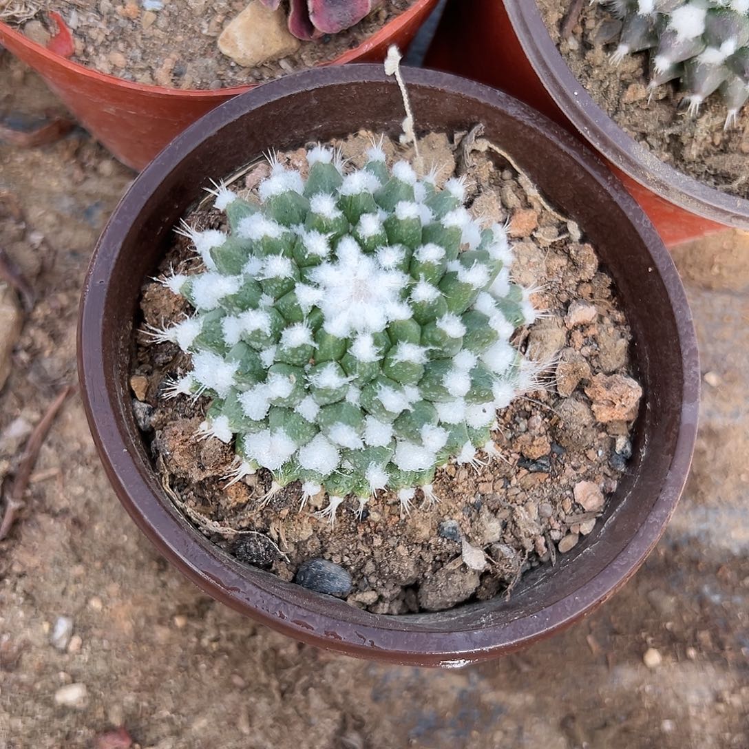 多肉植物多肉植物