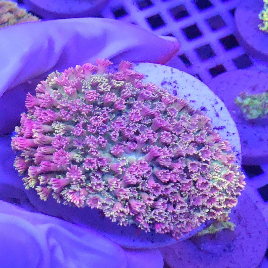 智海海洋珊瑚馆 竞拍链接