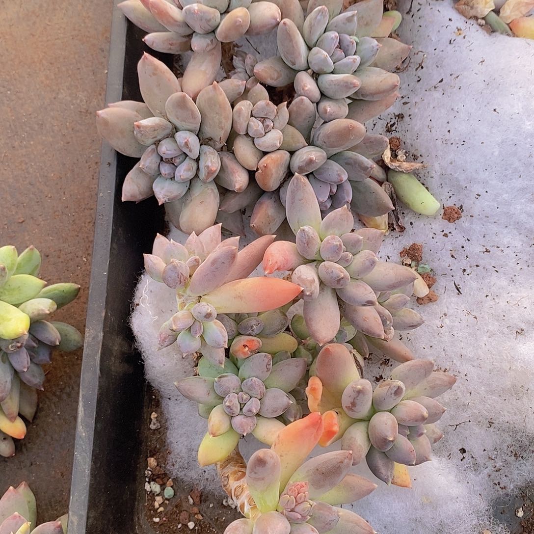 多肉植物植物植物植物