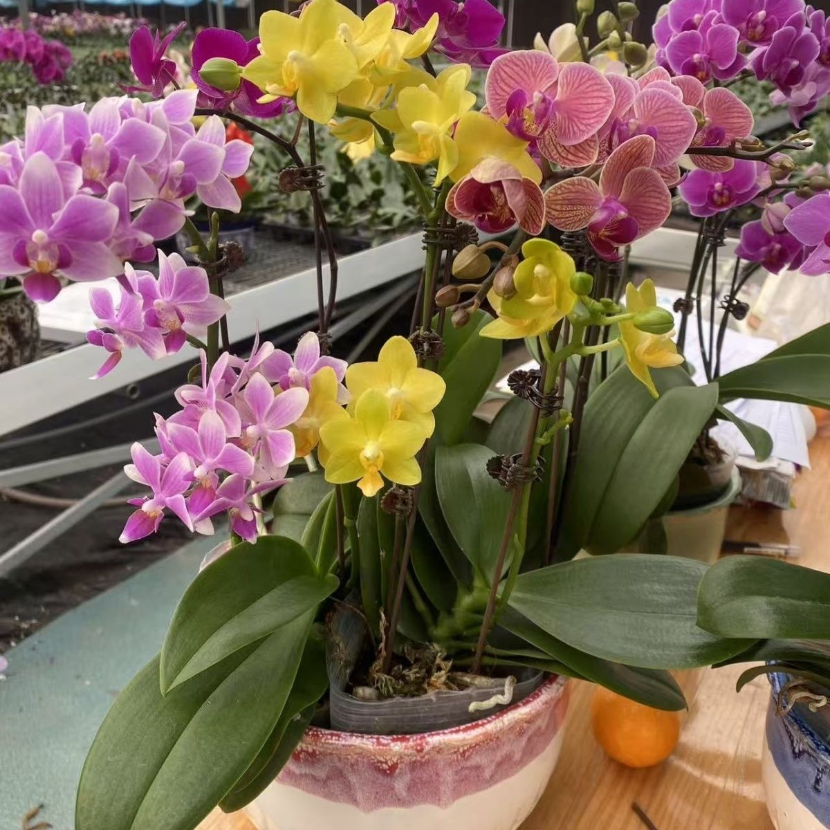 小颗蝴蝶兰带花剑盆栽