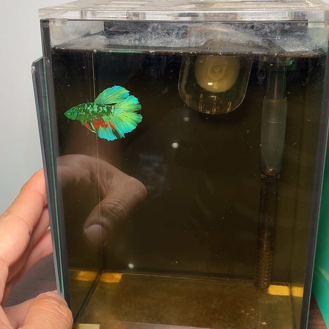 斗鱼绿魔半月公鱼