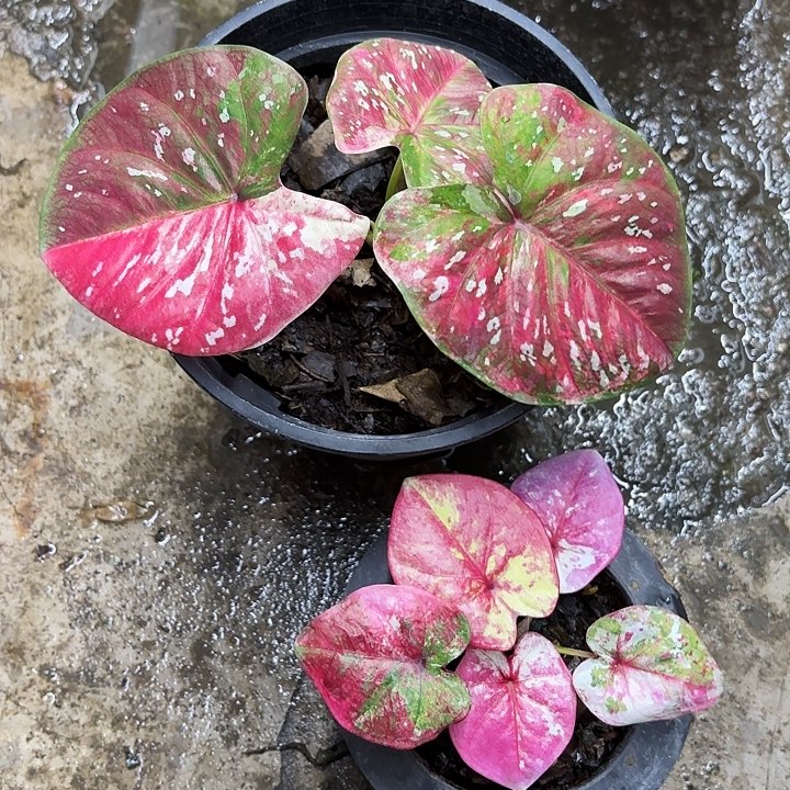 小***C99-1106两颗广东现货