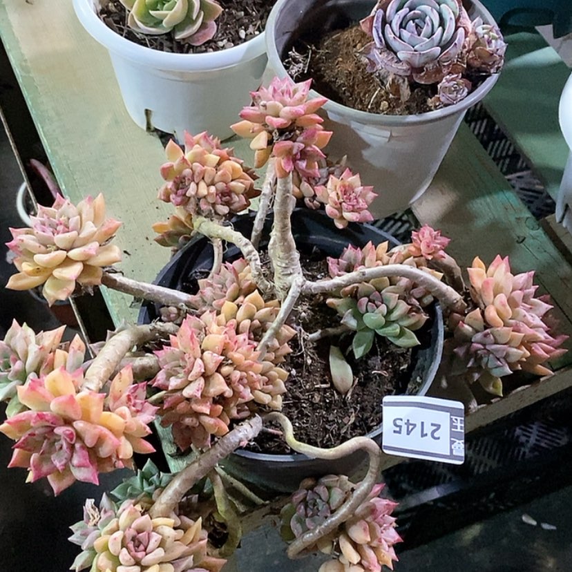 【闪购商品】油漆桶2415