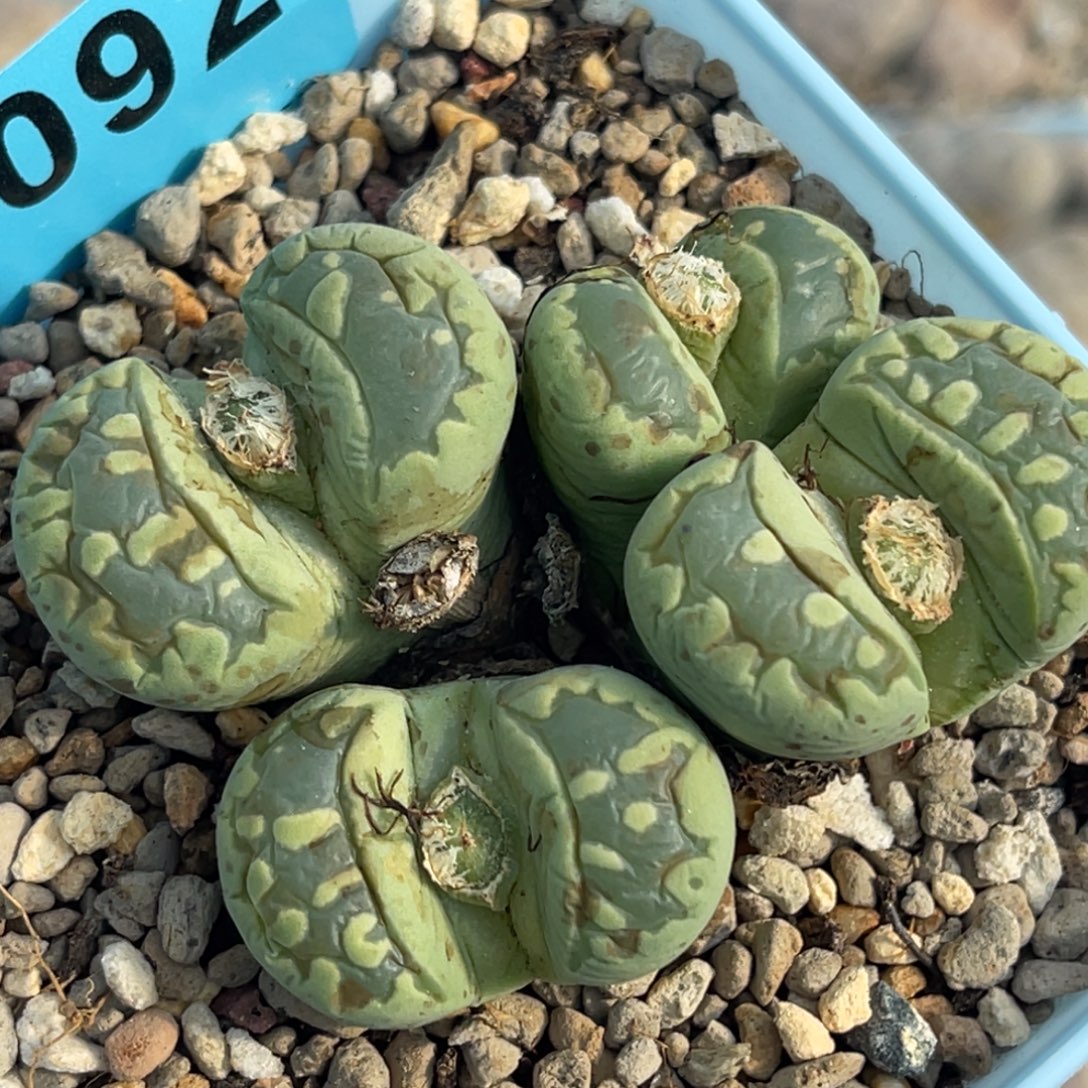 6092四头大牙群一颗