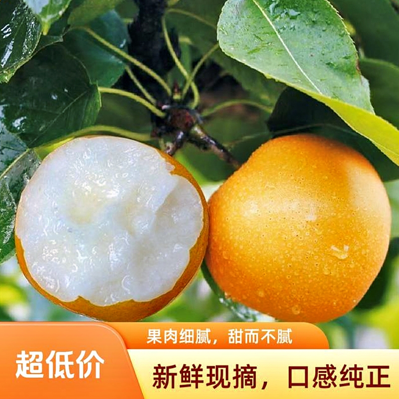 正宗四川南充农家自种自产翠冠梨新鲜现摘皮薄脆嫩多汁套袋发货四川省